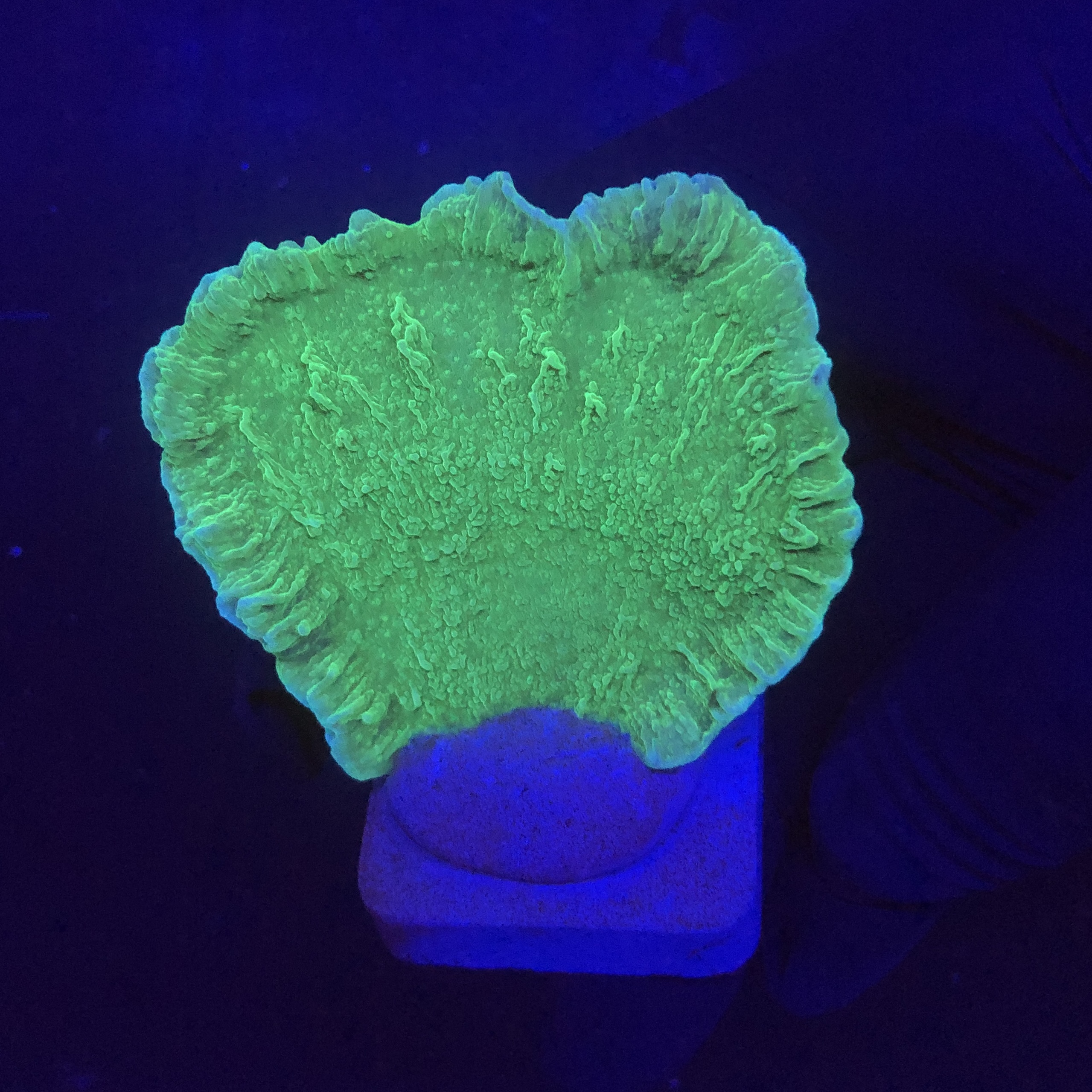 Montipora Capricornio Green M