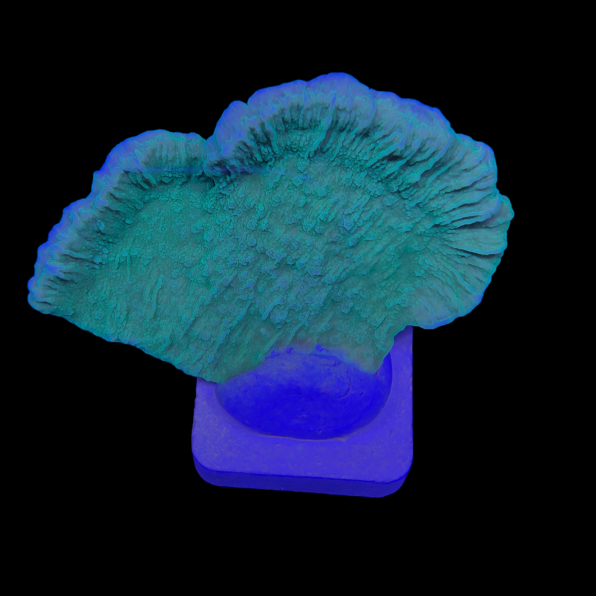 Montipora Capricornio Green M - Imagem 2
