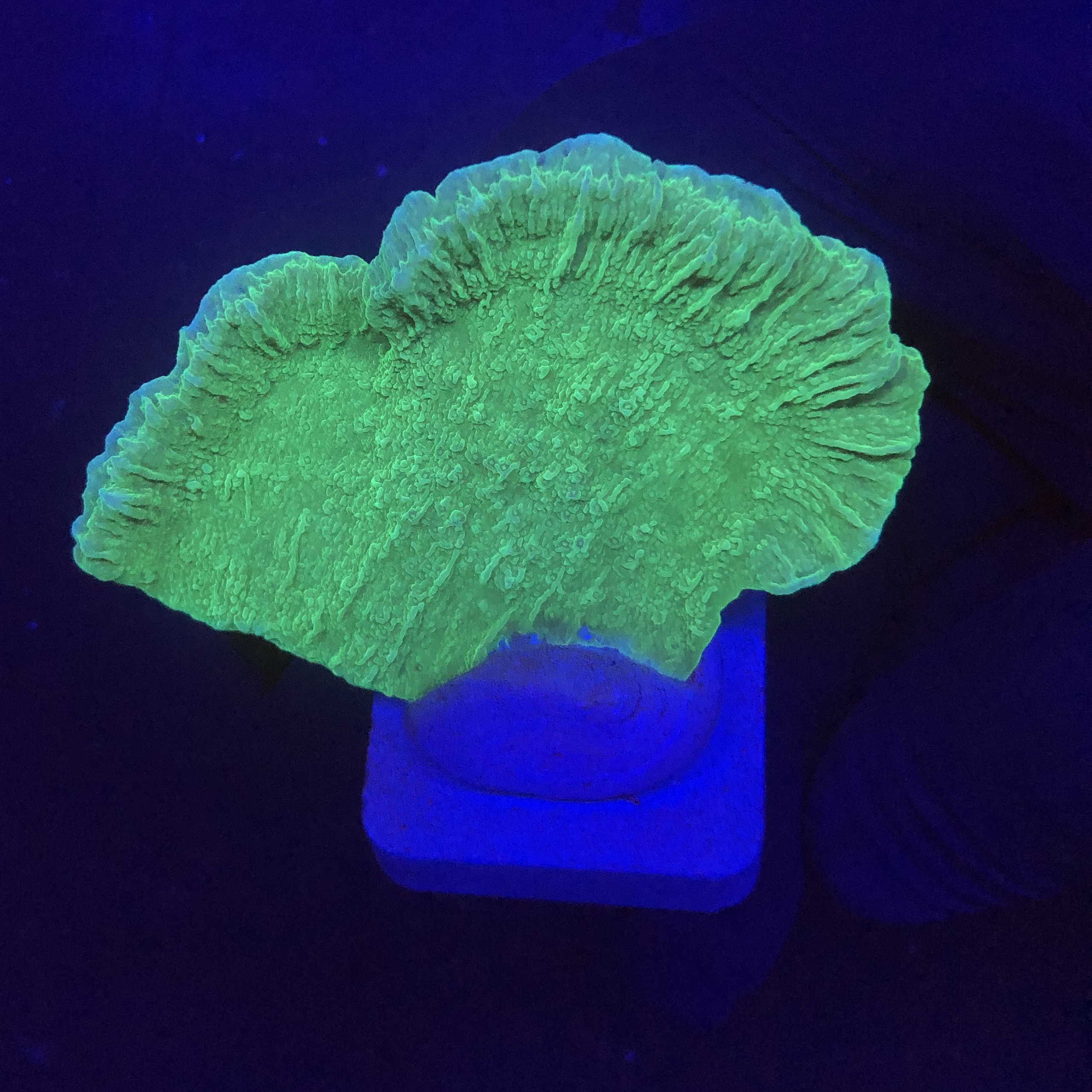 Montipora Capricornio Green M