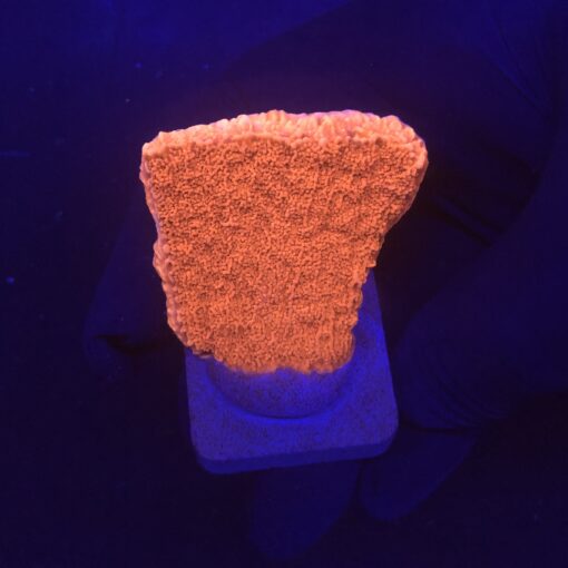 Montipora Capricórnio Laranja M