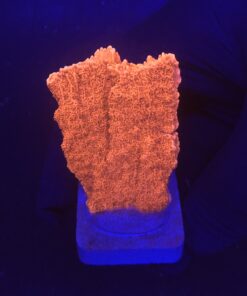 Montipora Capricórnio Laranja M