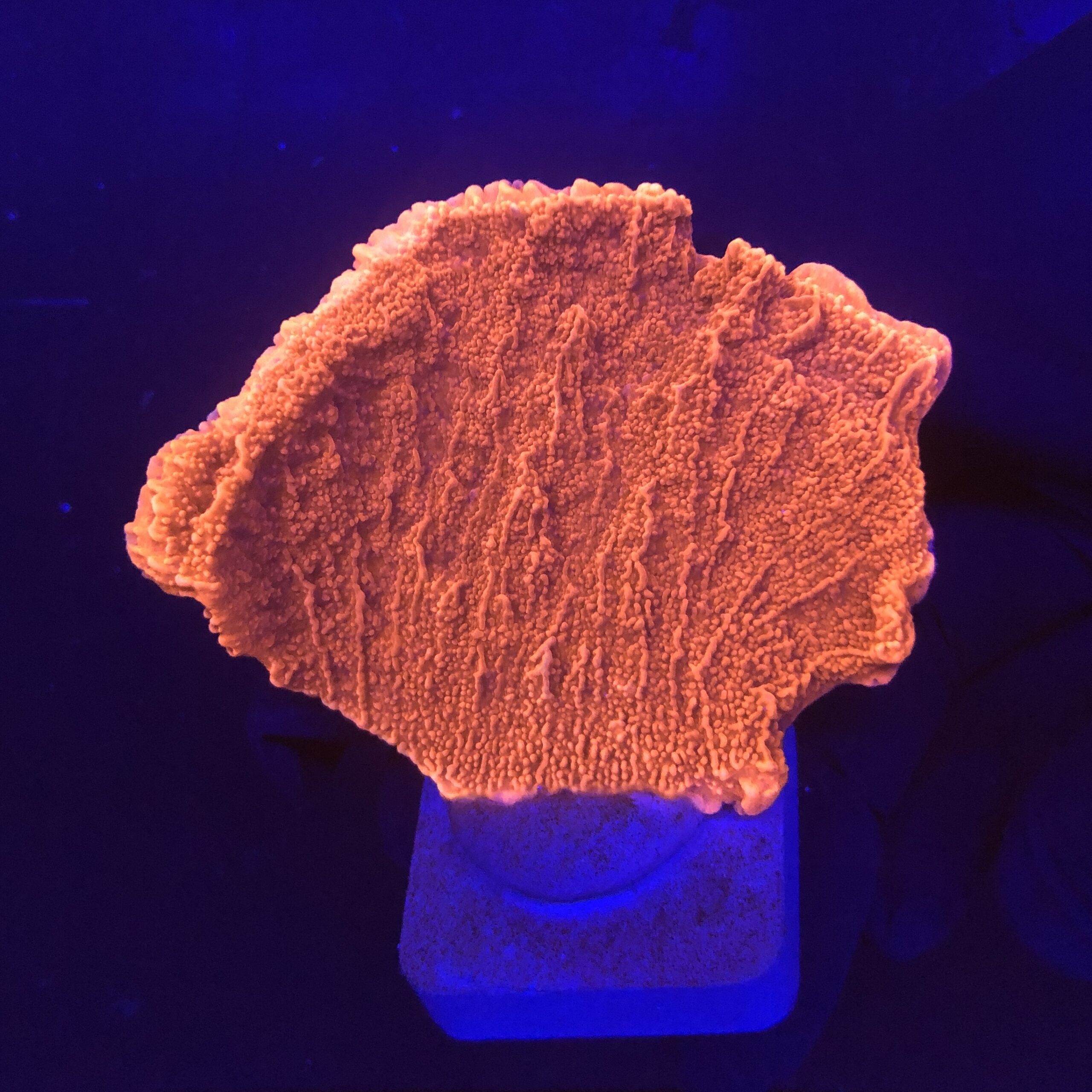 Montipora Capricórnio Laranja M