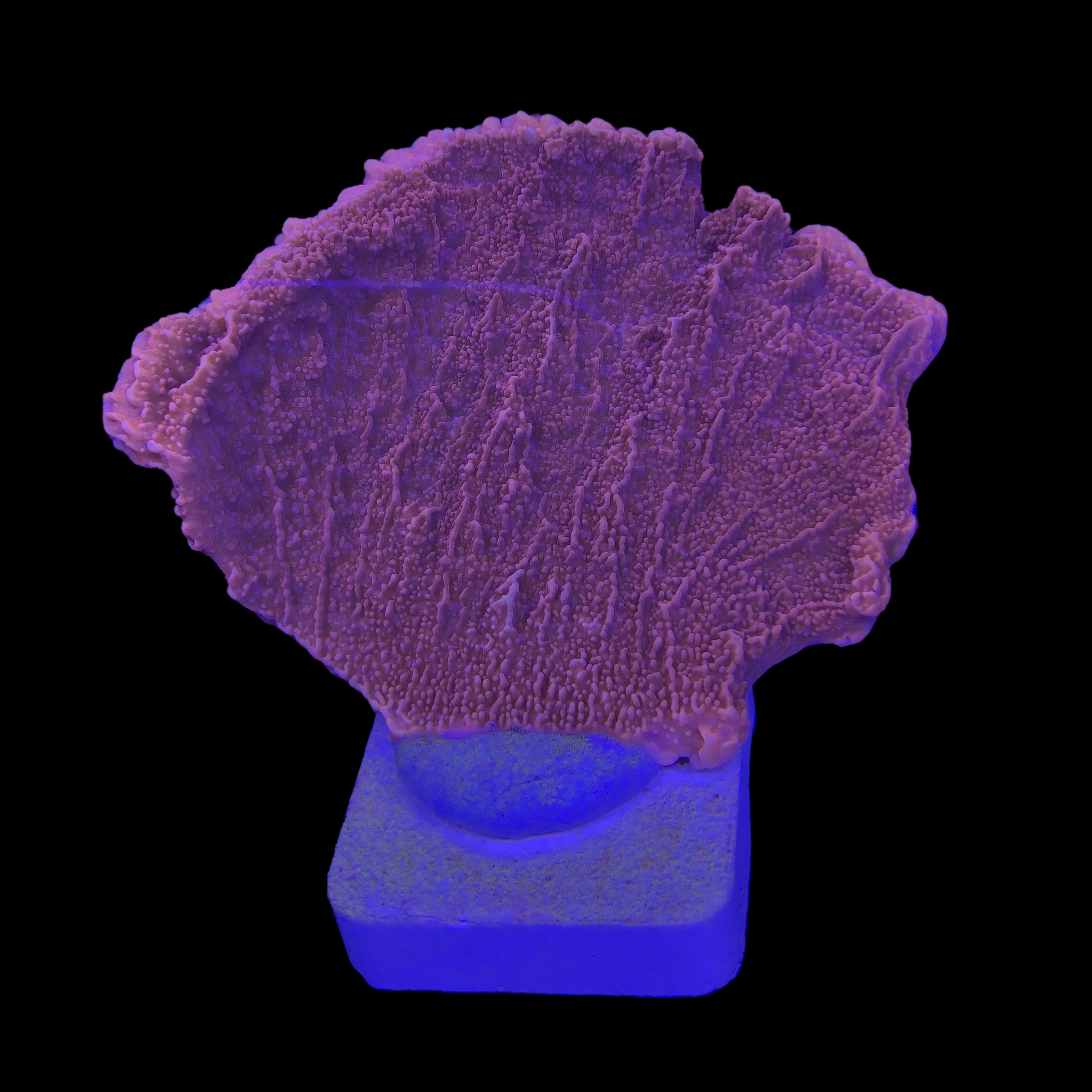 Montipora Capricórnio Laranja M - Imagem 2