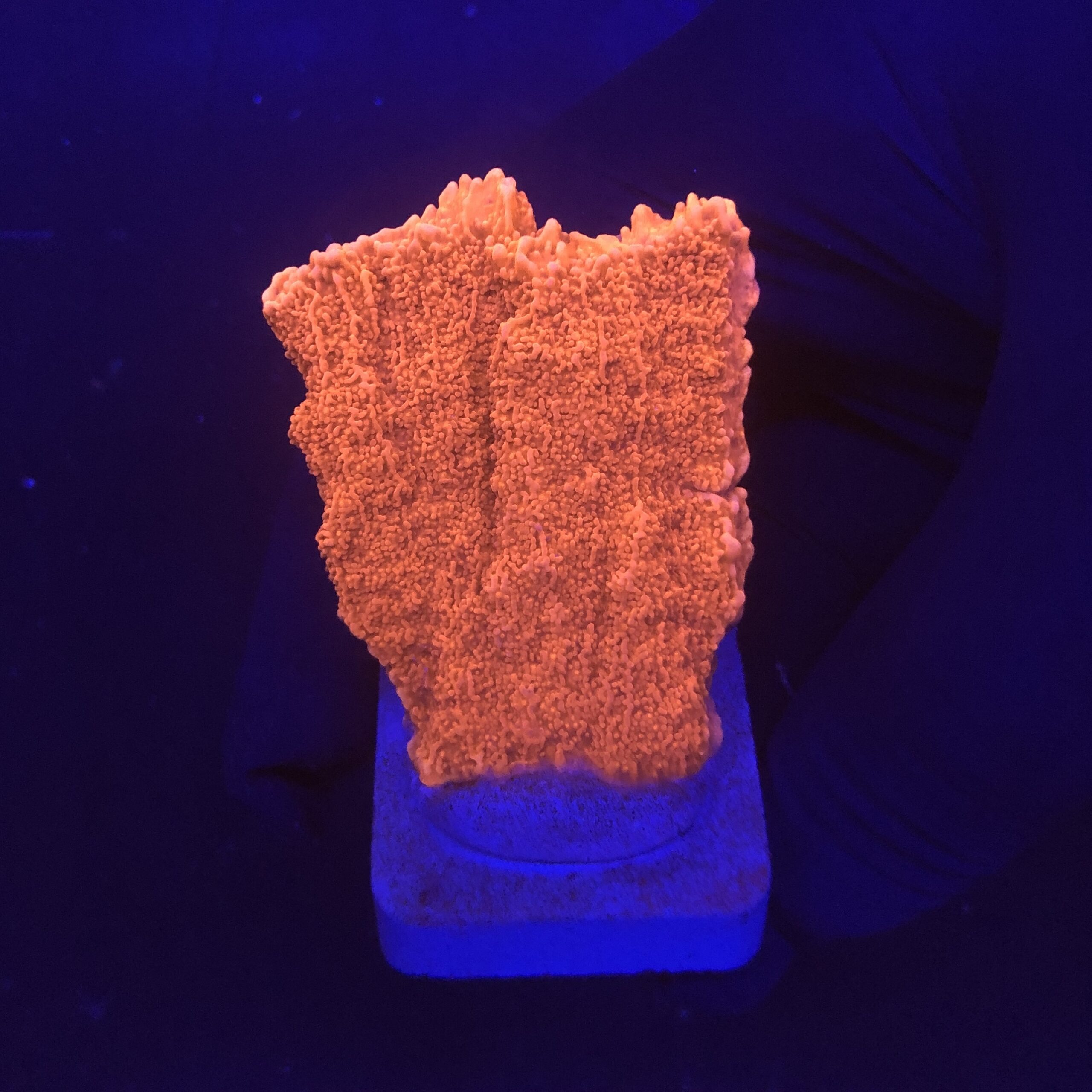 Montipora Capricórnio Laranja M