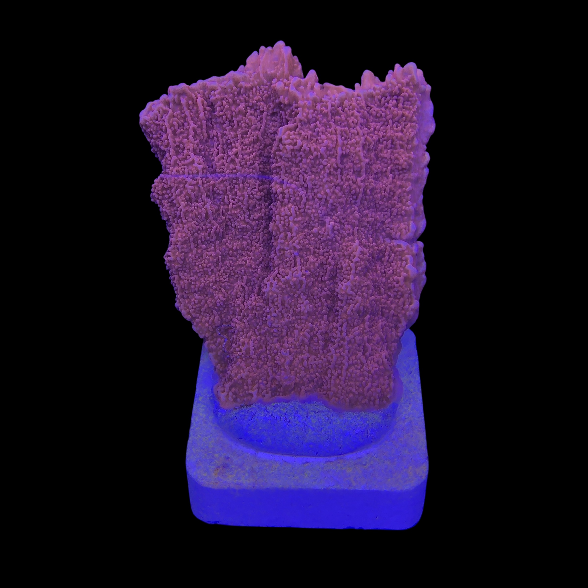 Montipora Capricórnio Laranja M - Imagem 2