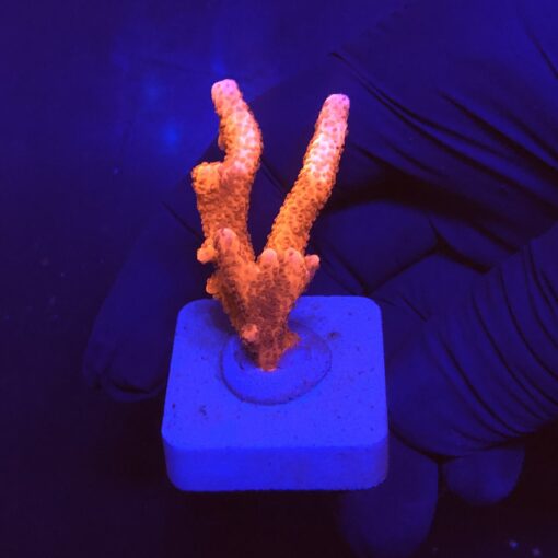 Montipora Digitada Laranja M