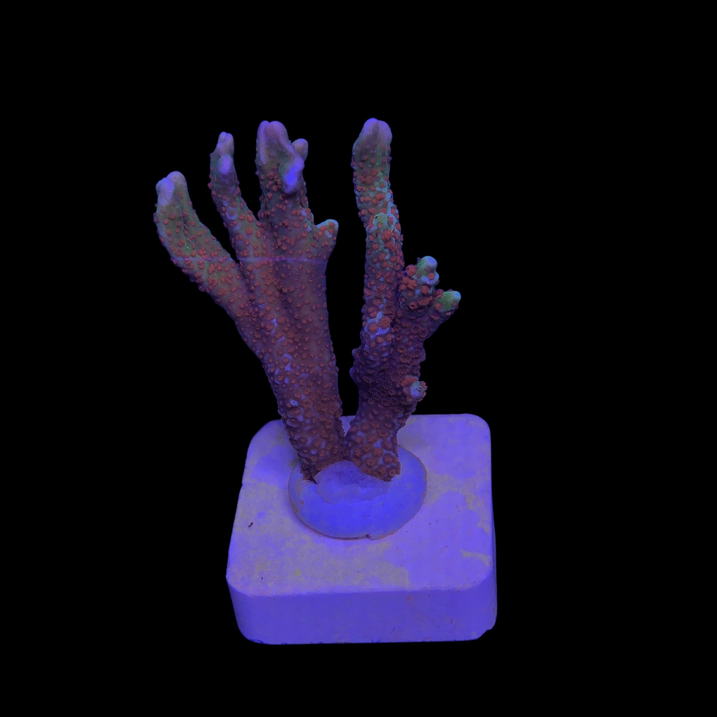 Montipora Forest Fire M - Imagem 2