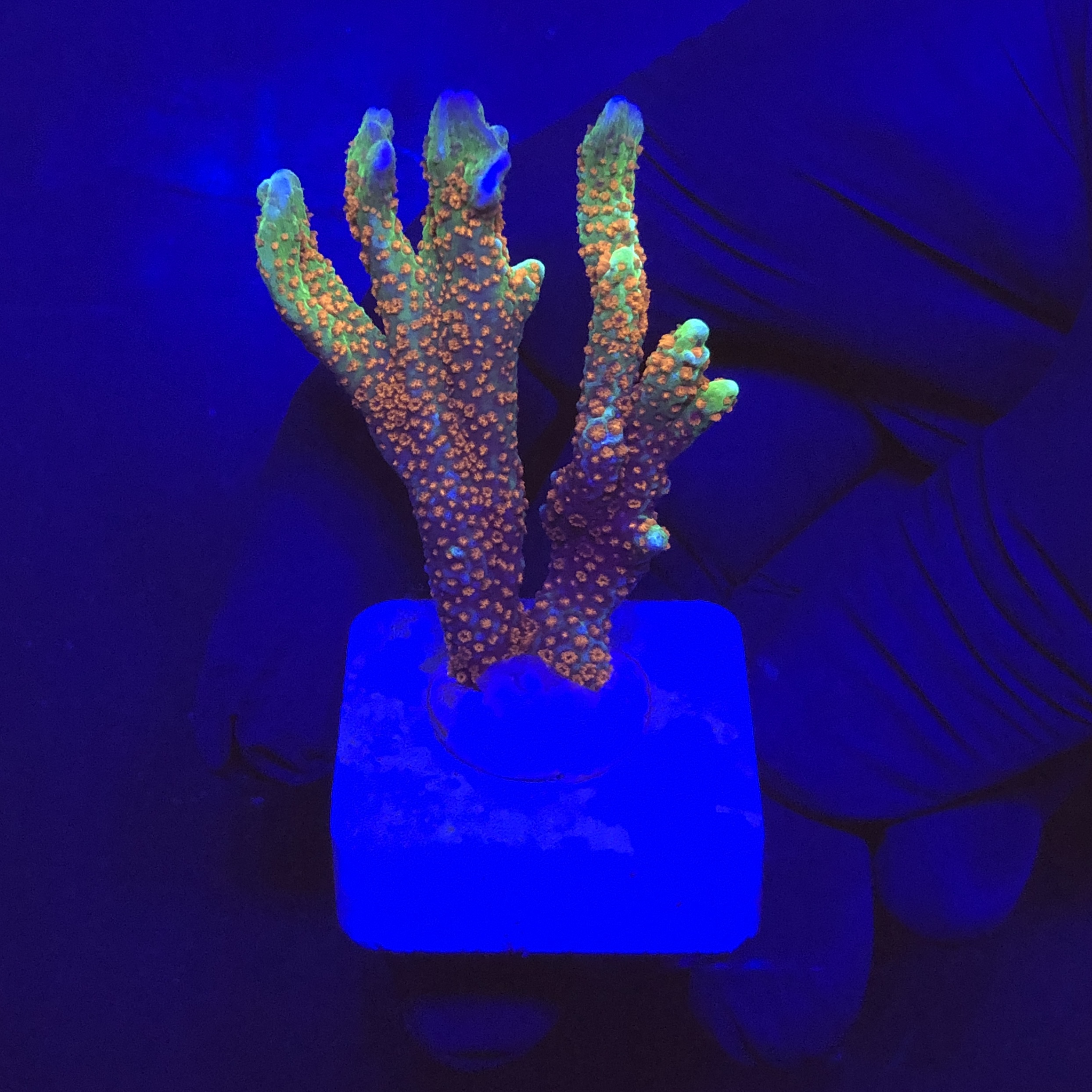 Montipora Forest Fire M