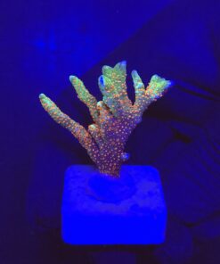 Montipora Forest Fire M