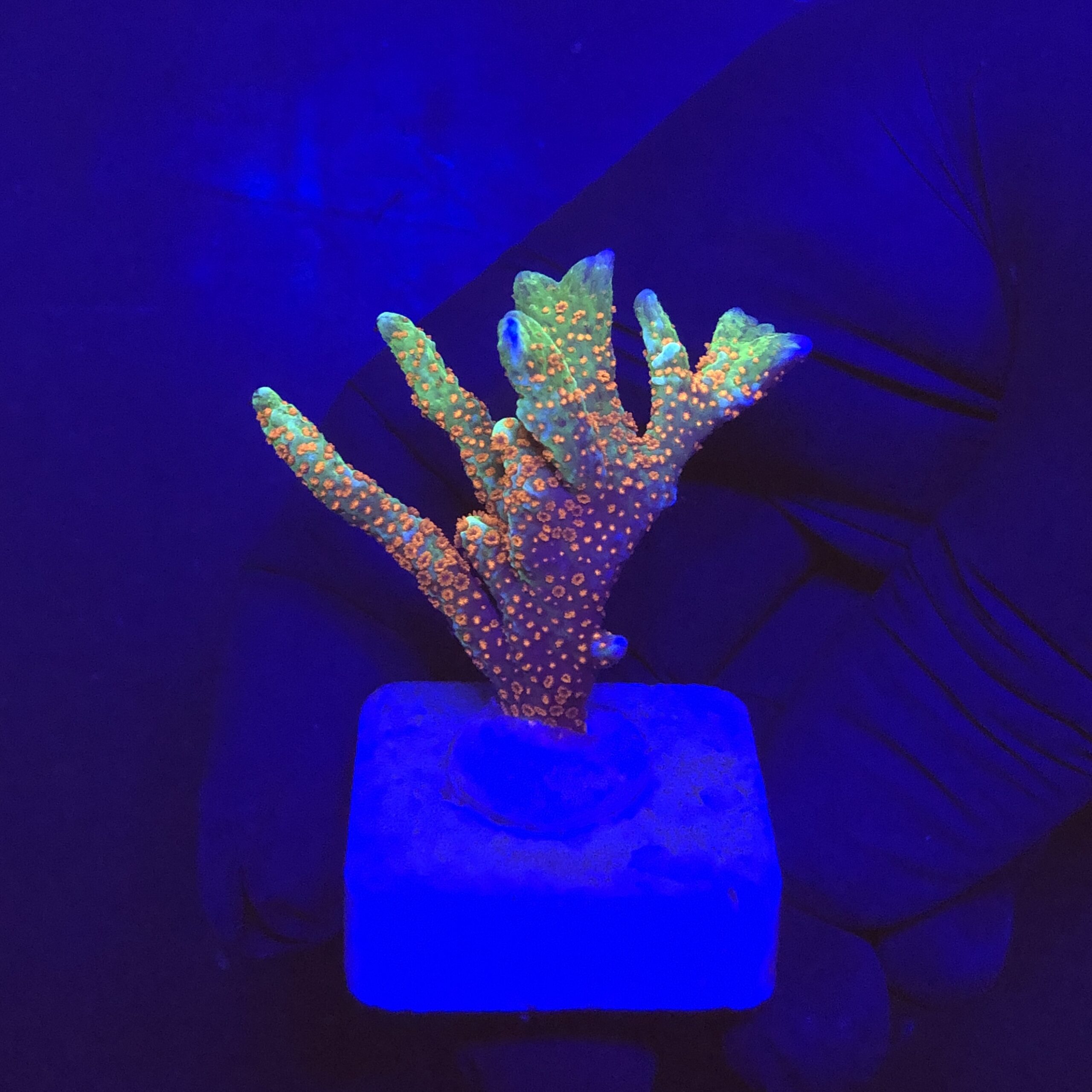 Montipora Forest Fire M