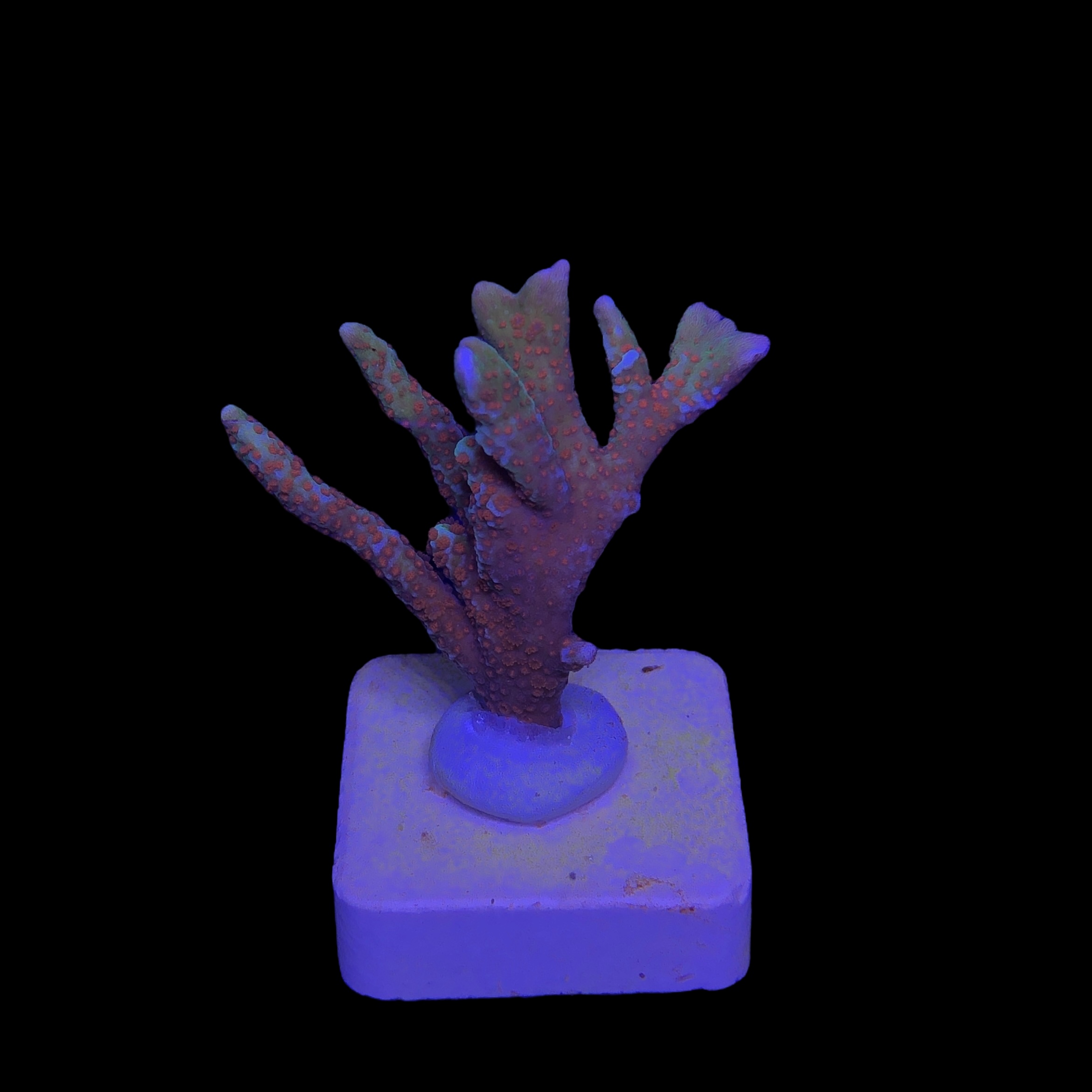 Montipora Forest Fire M - Imagem 2