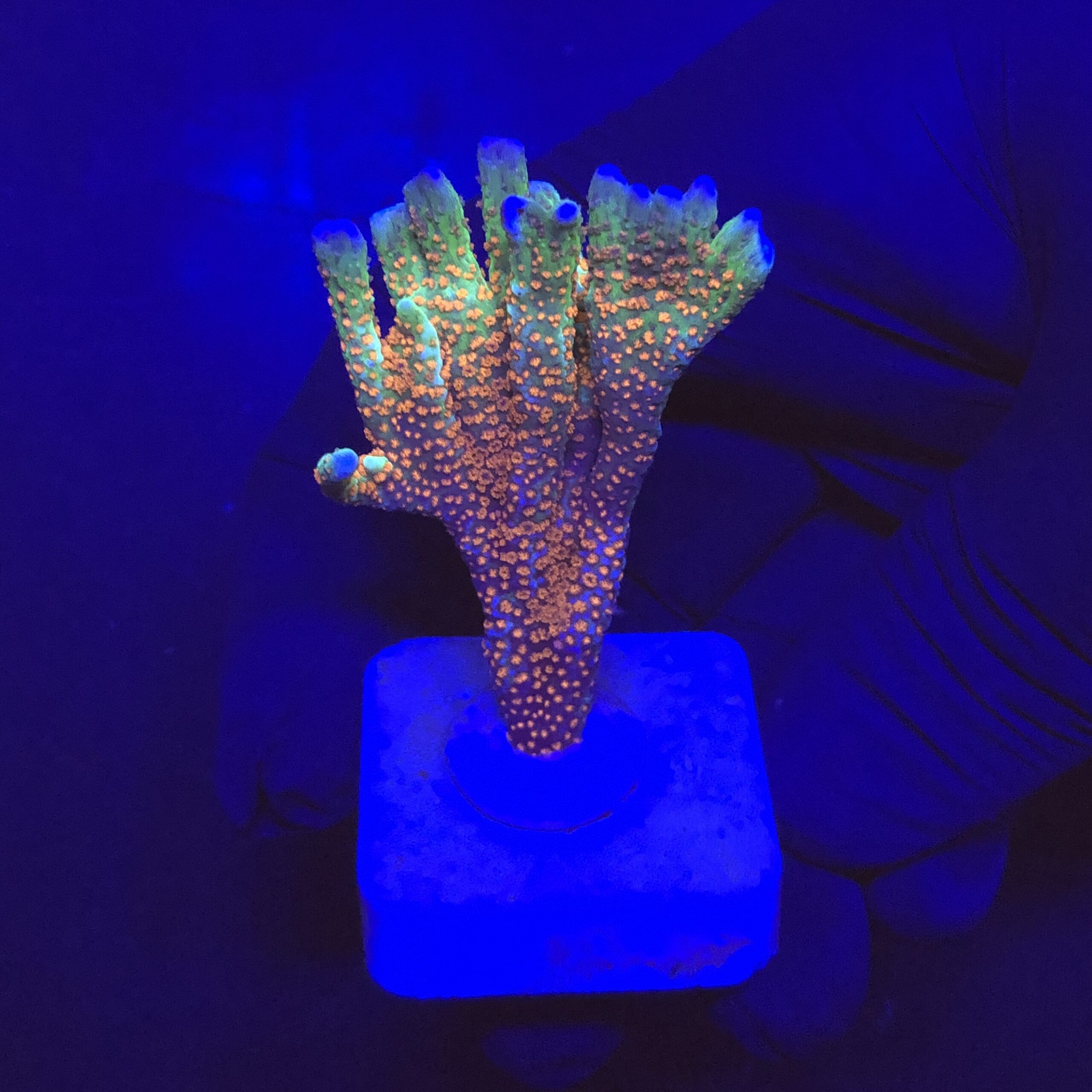 Montipora Forest Fire M
