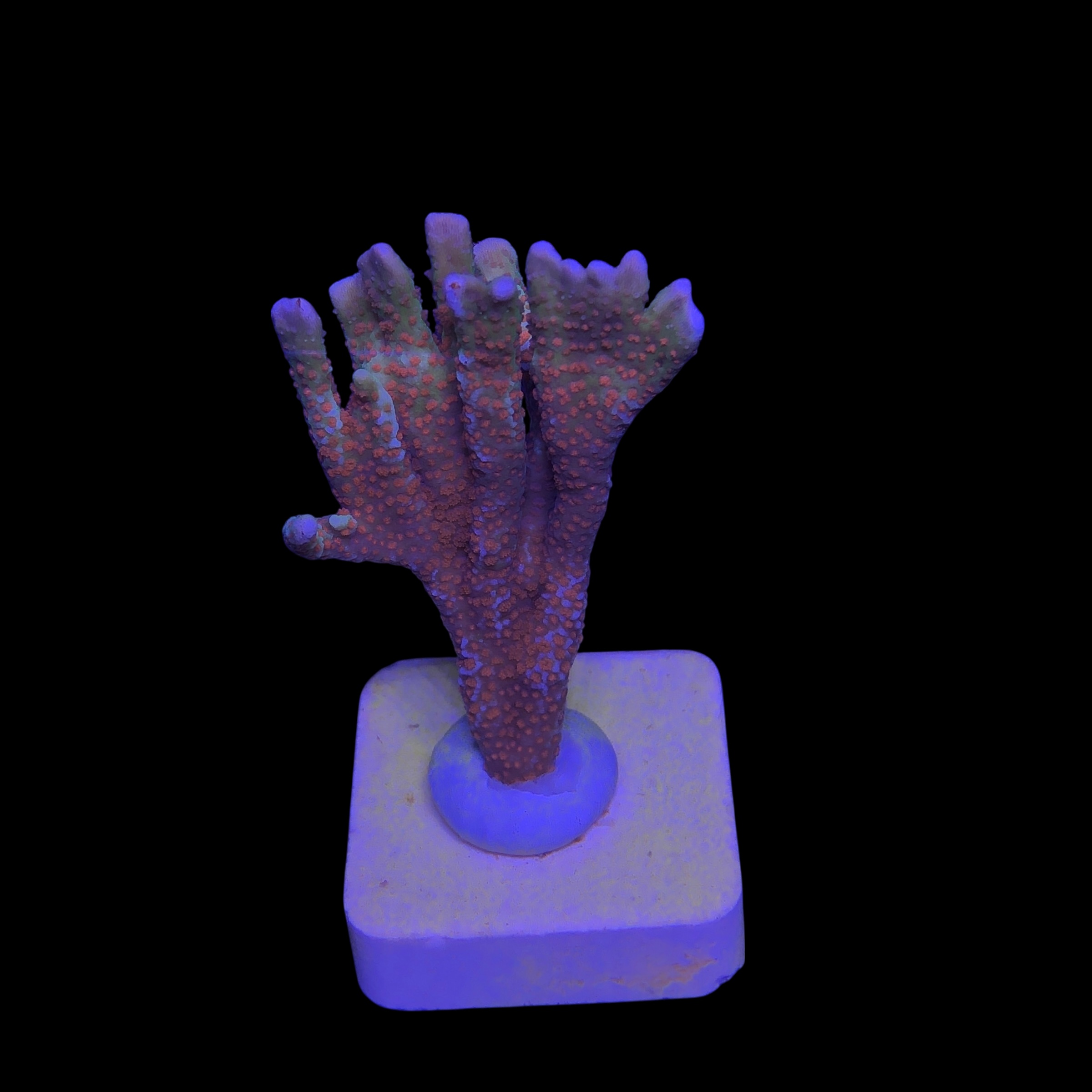 Montipora Forest Fire M - Imagem 2