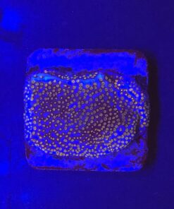 Montipora Superman M