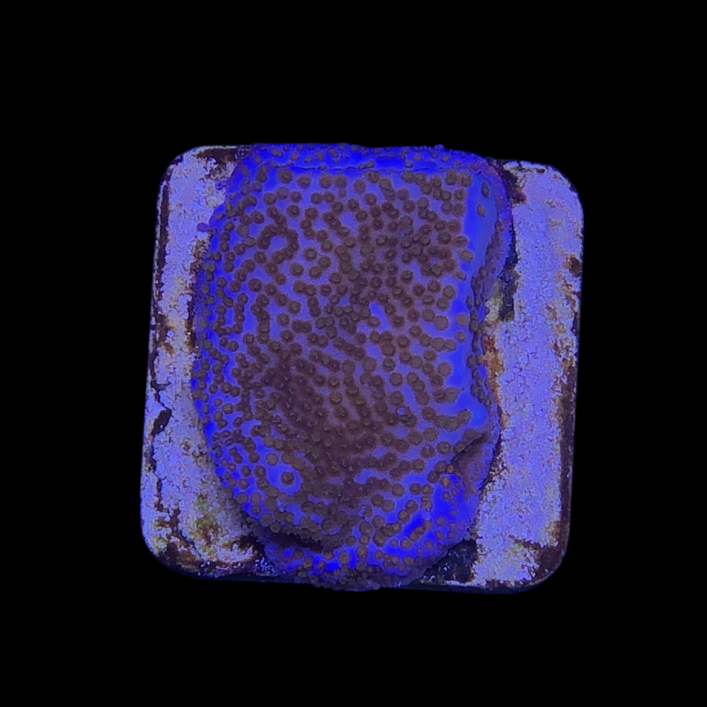 Montipora Superman M - Imagem 2