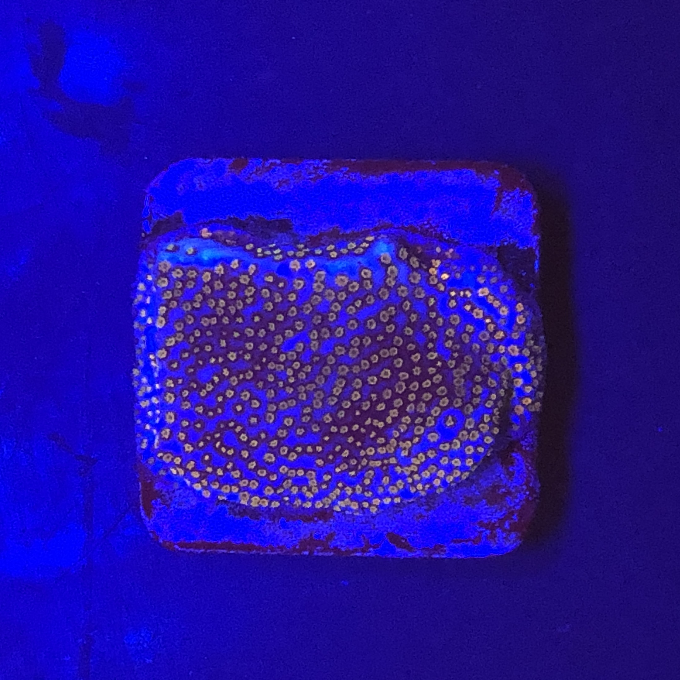 Montipora Superman M