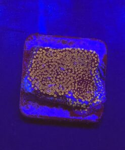 Montipora Superman M