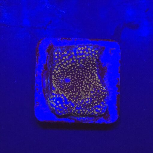 Montipora Superman M