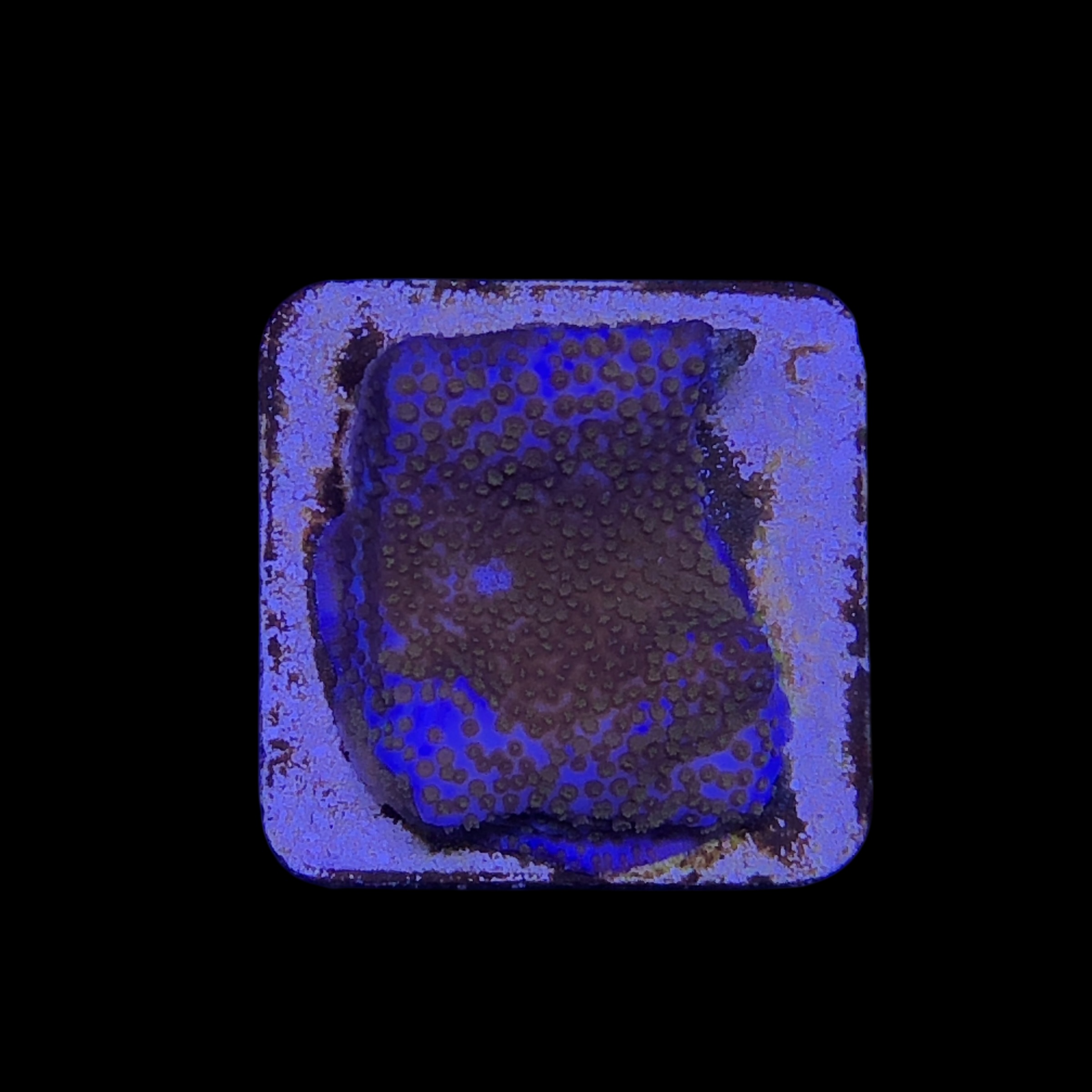 Montipora Superman M - Imagem 2