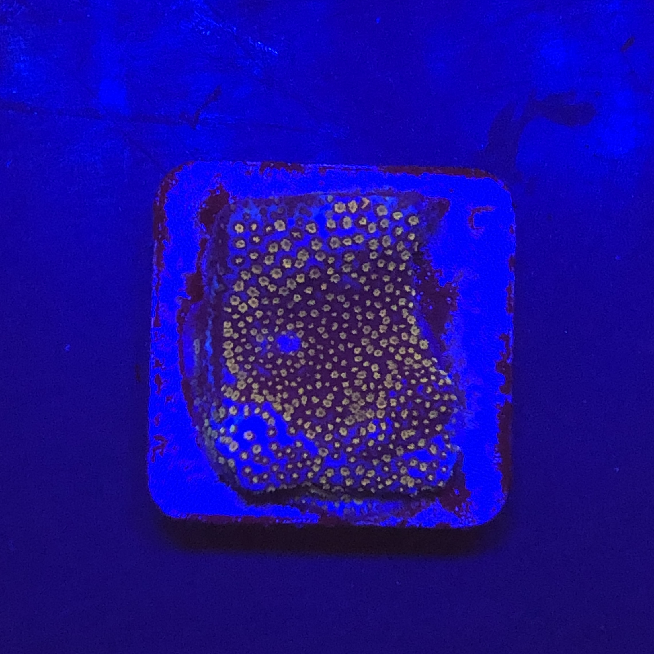 Montipora Superman M