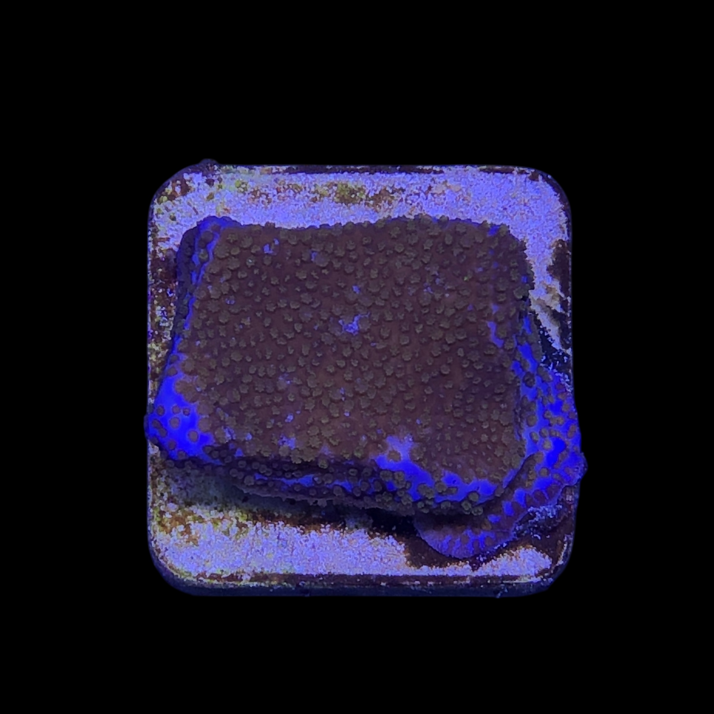 Montipora Superman M - Imagem 2