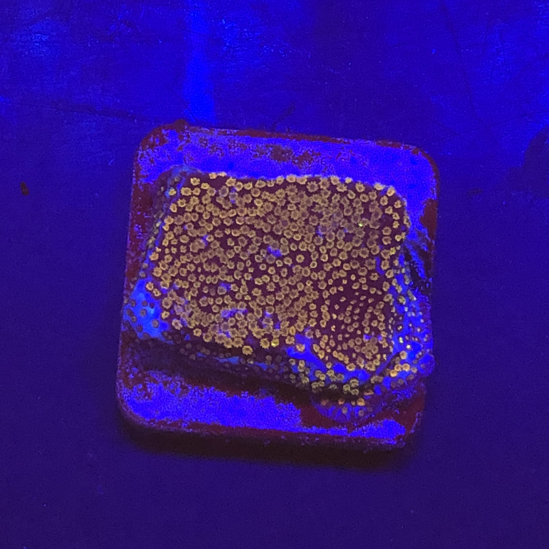 Montipora Superman M