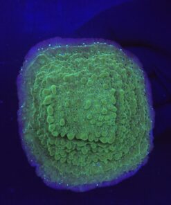 Montipora Undata Purple G