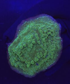 Montipora Undata Purple G