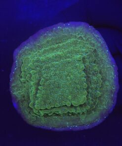 Montipora Undata Purple G
