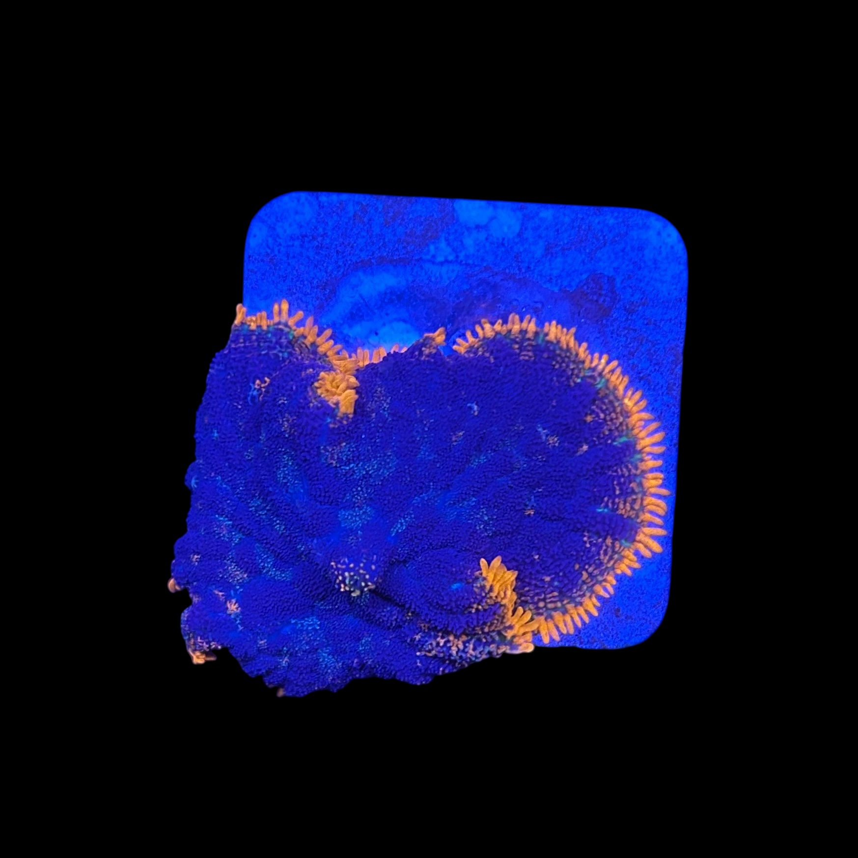 Mush Rhodactis Cardinal se dividindo