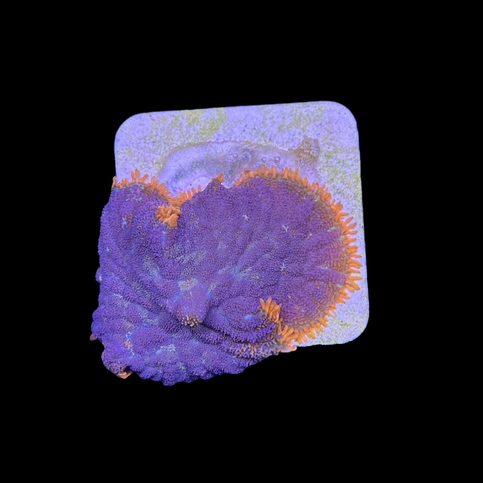 Mush Rhodactis Cardinal se dividindo - Imagem 2