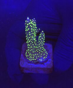 Nana Purple Neon Polyps M