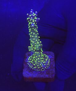 Nana Purple Neon Polyps M