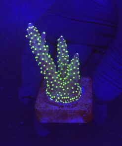 Nana Purple Neon Polyps M