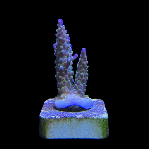 Nana Purple Neon Polyps M