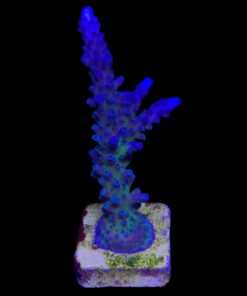 Ora Blue Green Mini Colônia