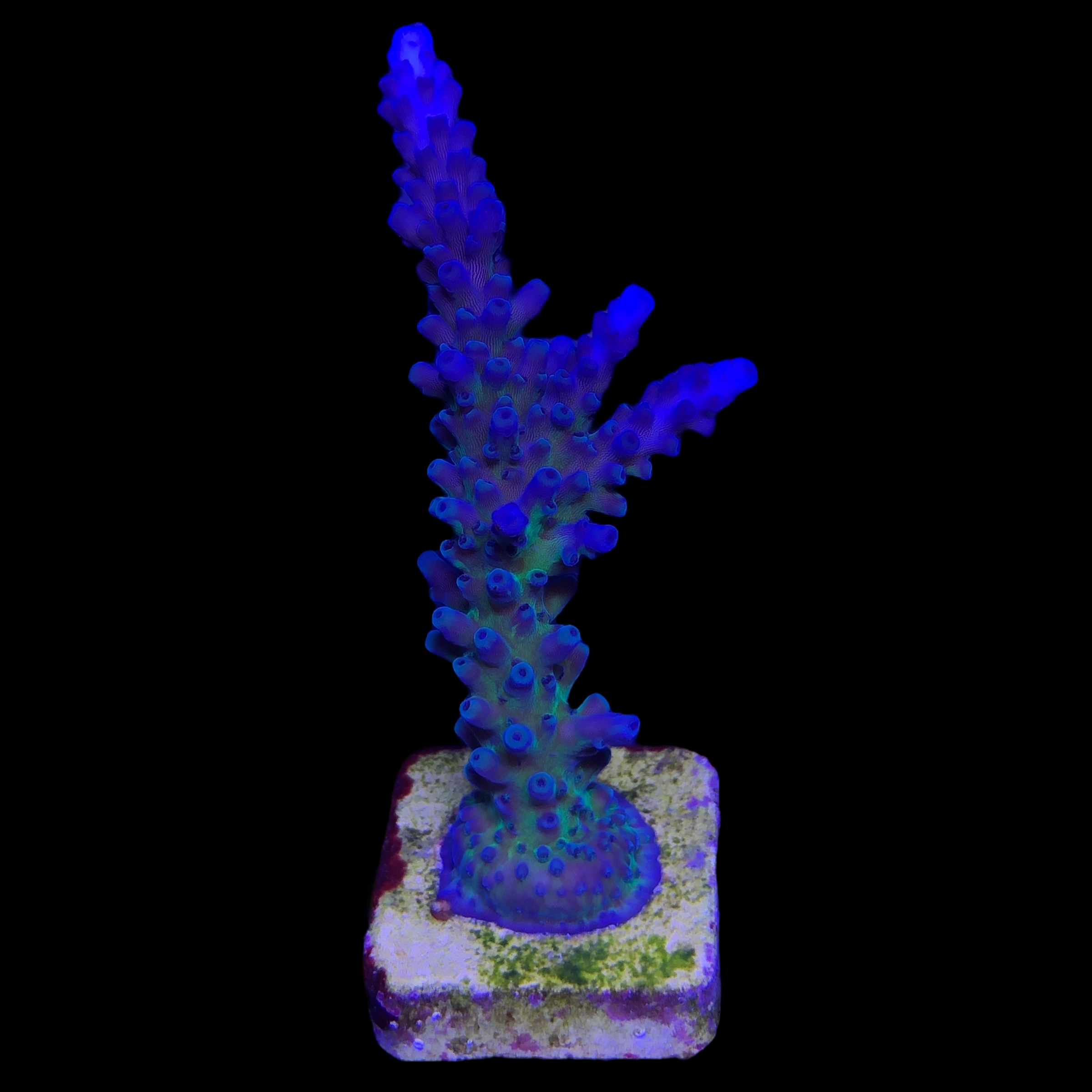 Ora Blue Green Mini Colônia