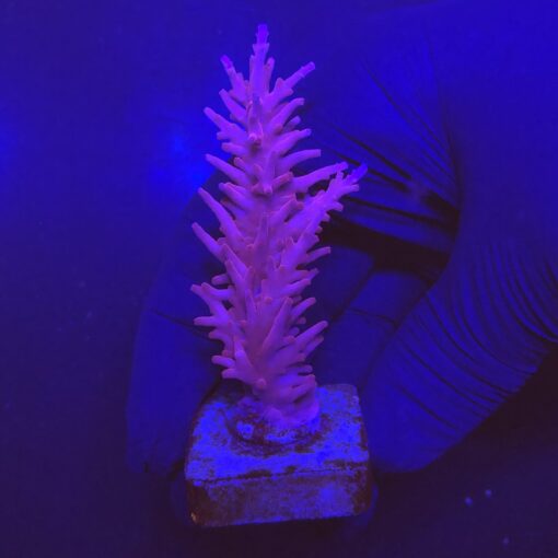 Pink Dragon G