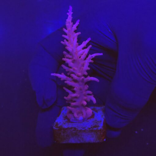 Pink Dragon G