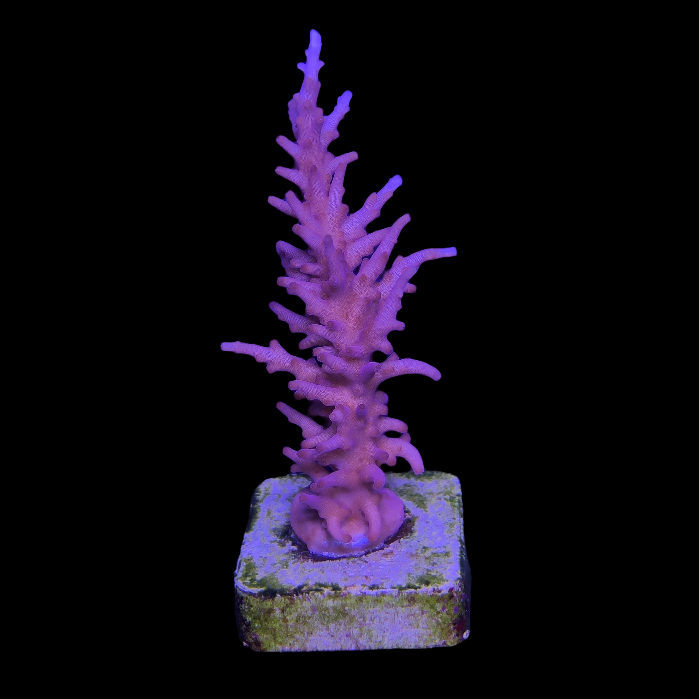 Pink Dragon G - Imagem 2