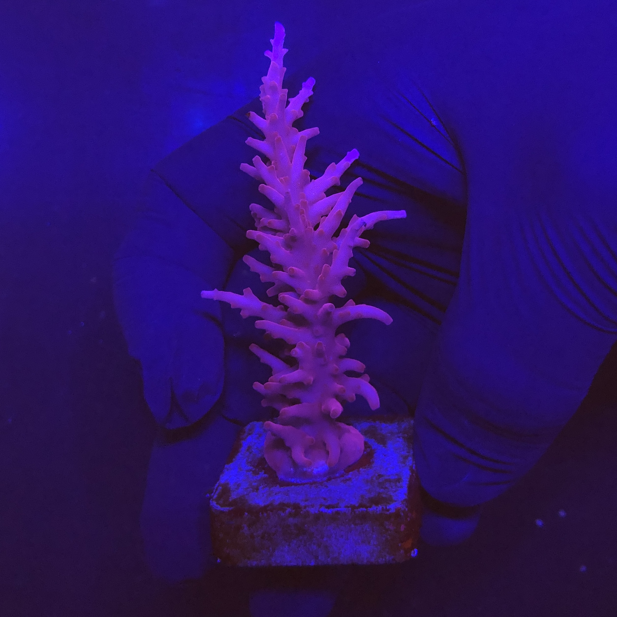 Pink Dragon G