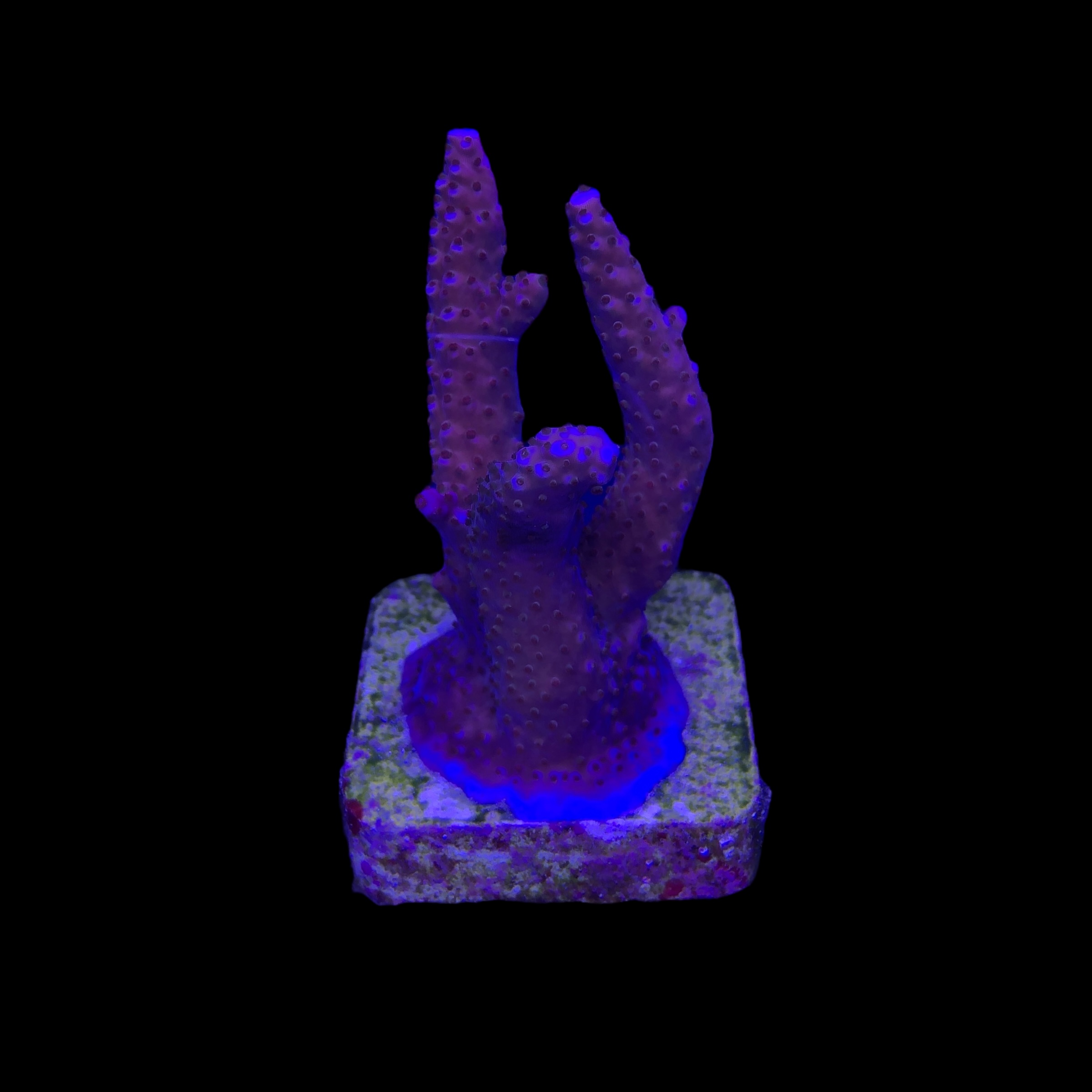 Pink Panther M - Imagem 2