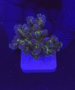 Pocillopora Purple M