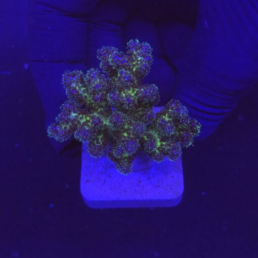 Pocillopora Purple M