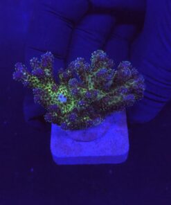 Pocillopora Purple M