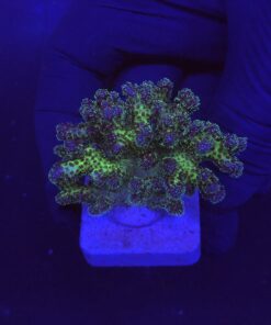 Pocillopora Purple M