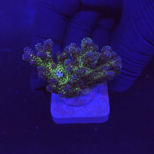 Pocillopora Purple M