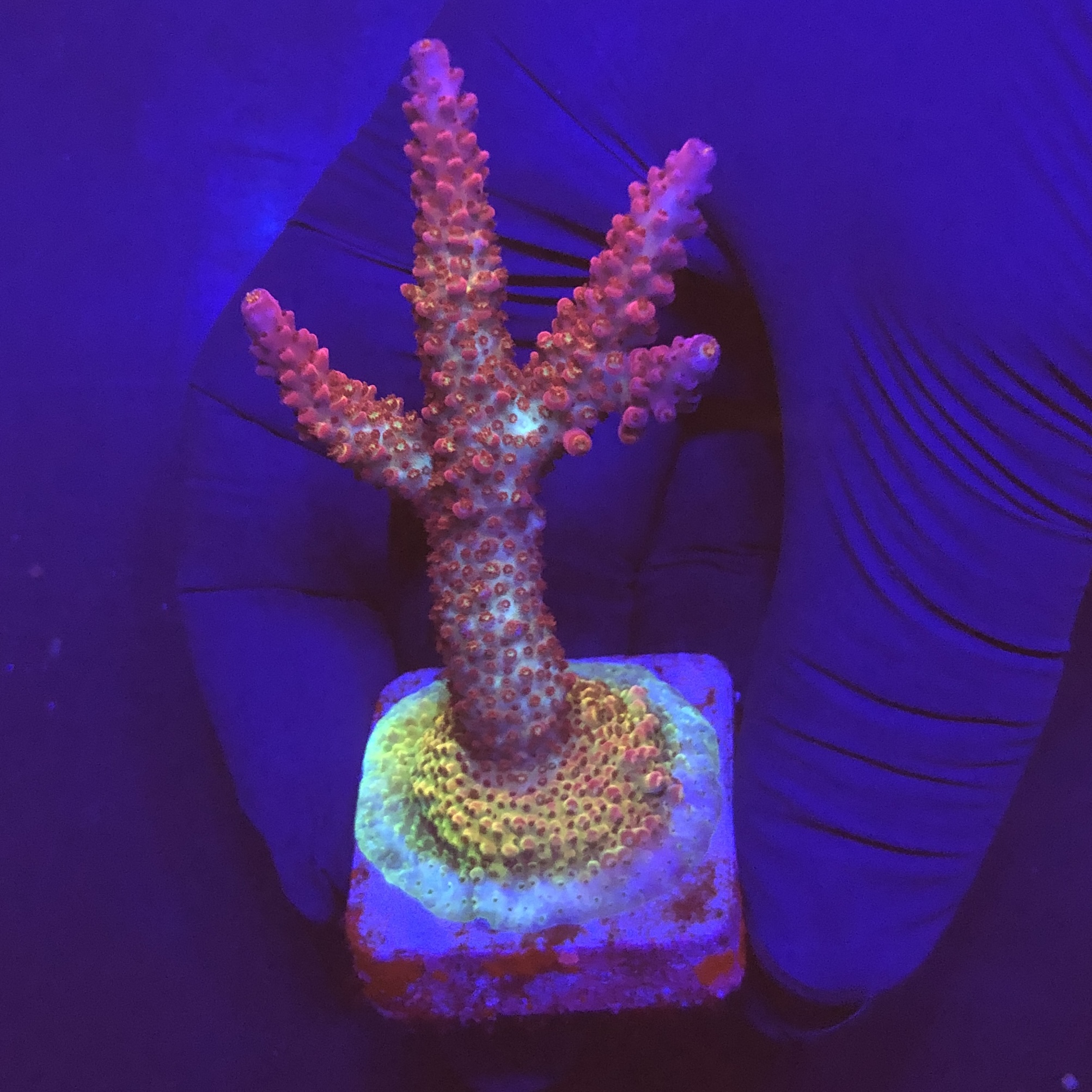 Red Robin Staghorn G