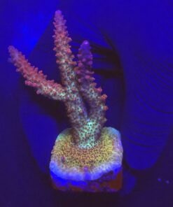 Red Robin Staghorn G