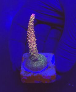 Red Robin Staghorn M